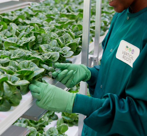 Vertical Roots Hydroponic Bibb Lettuce – Charleston Farm Fresh