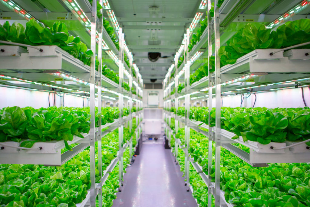 Inside view of a AmplifiedAg shipping container farm growing Vertical Roots green butter